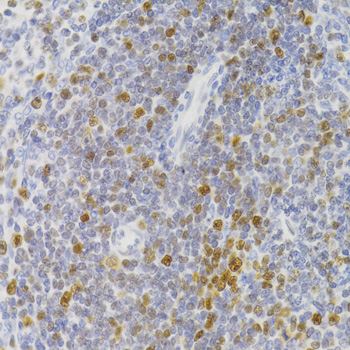 a05383 nasp primary antiboties ihc testing 2