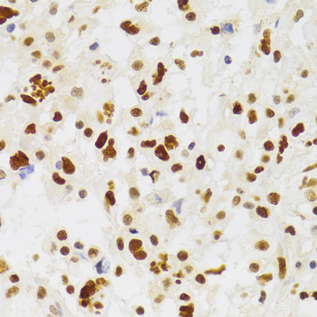 a05383 nasp primary antiboties ihc testing 3