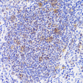 a05383 nasp primary antiboties ihc testing 4