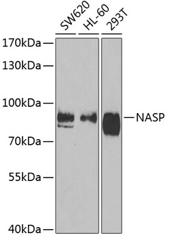a05383 nasp primary antiboties wb testing 1