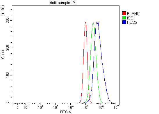 a05384 1 hes5 primary antibodies fcm testing 7