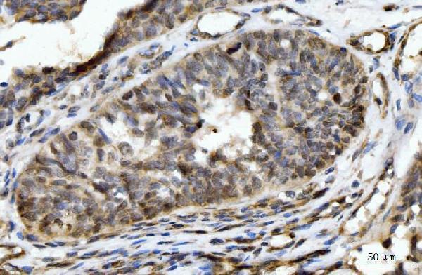  IHC analysis of HES5 using anti-HES5 antibody (A05384-1)