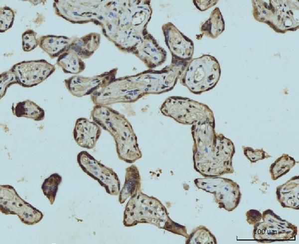 a05384 1 hes5 primary antibodies ihc testing 4