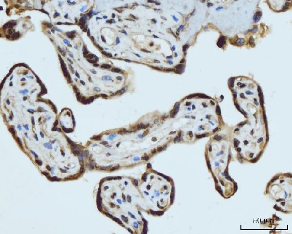 a05384 1 hes5 primary antibodies ihc testing 5