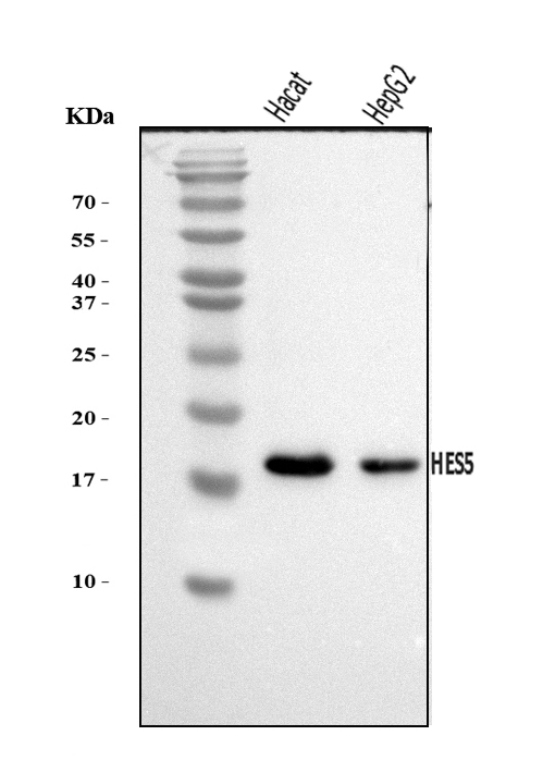  Western blot analysis of HES5 using anti-HES5 antibody (A05384-1)