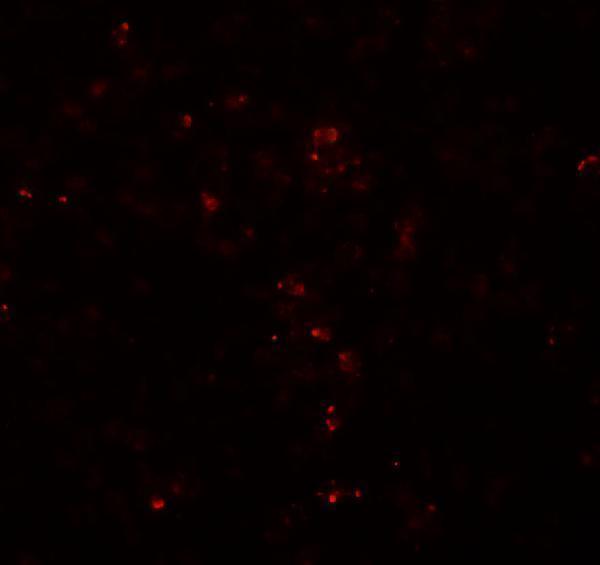 Immunofluorescence of HES5 in human spleen tissue with HES5 antibody at 20 μg/ml