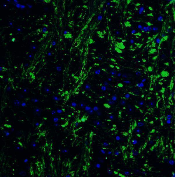 a05384 hes5 primary antibodies if testing 5