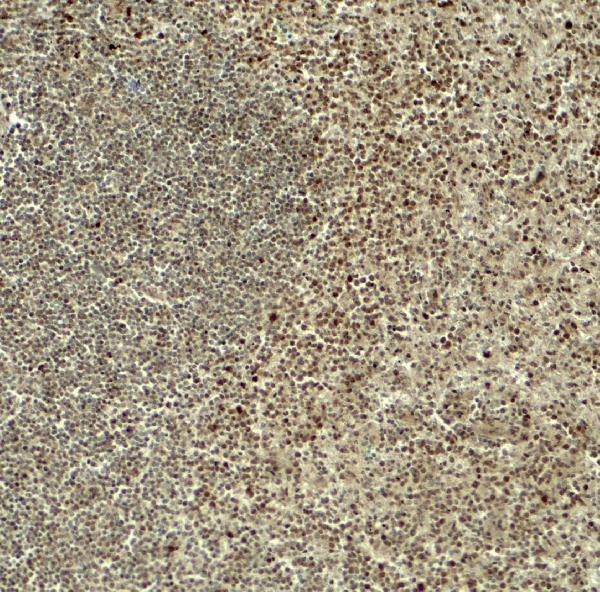 Immunohistochemistry of HES5 in human spleen tissue with HES5 antibody at 5 μg/ml