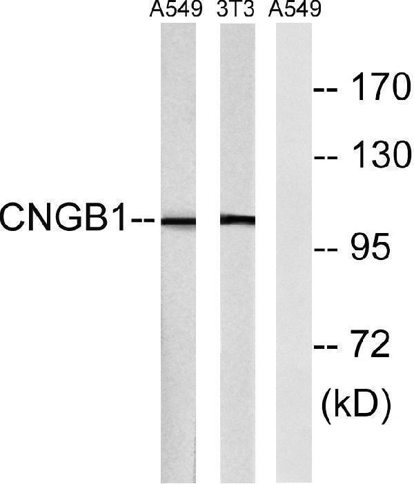 Western blot analysis of lysates from NIH/3T3 and A549 cells, using CNGB1 Antibody