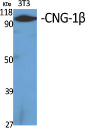 Western Blot analysis of various cells using CNG-1β Polyclonal Antibody