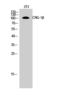 Western Blot analysis of 3T3 cells using CNG-1β Polyclonal Antibody