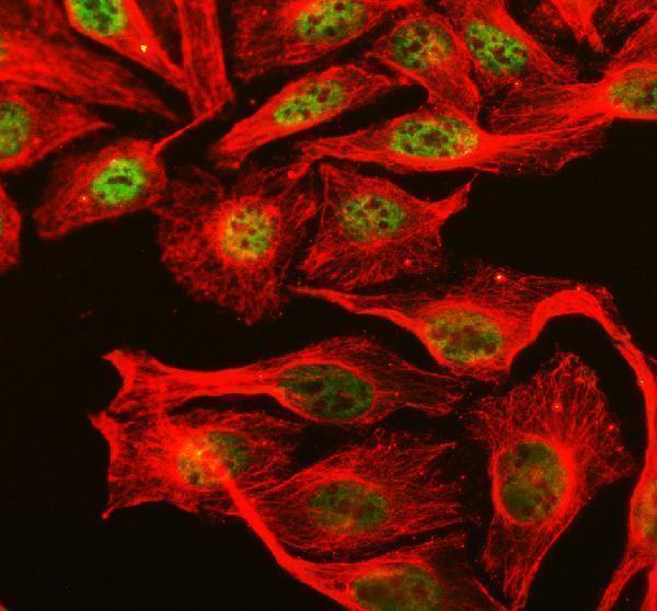 a05389 1 rbfox2 primary antibodies if testing 8