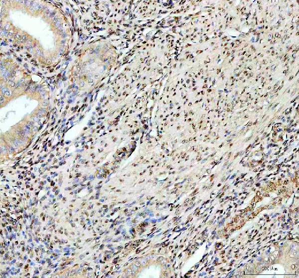 a05389 1 rbfox2 primary antibodies ihc testing 2_1