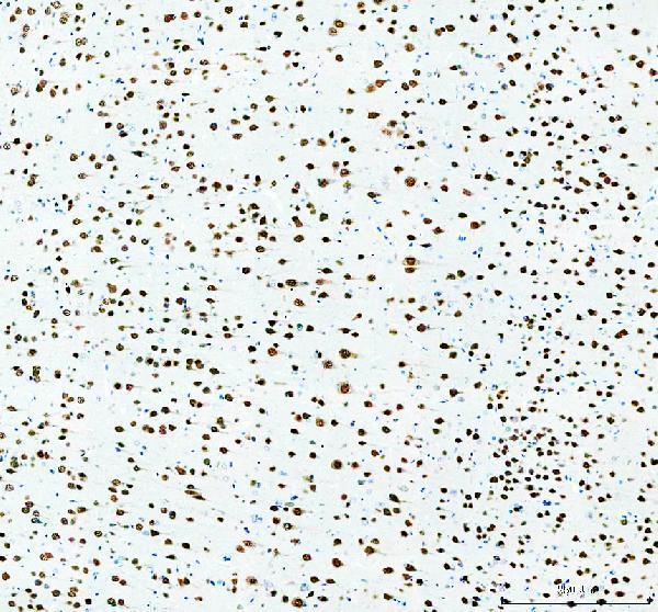 a05389 1 rbfox2 primary antibodies ihc testing 4_1