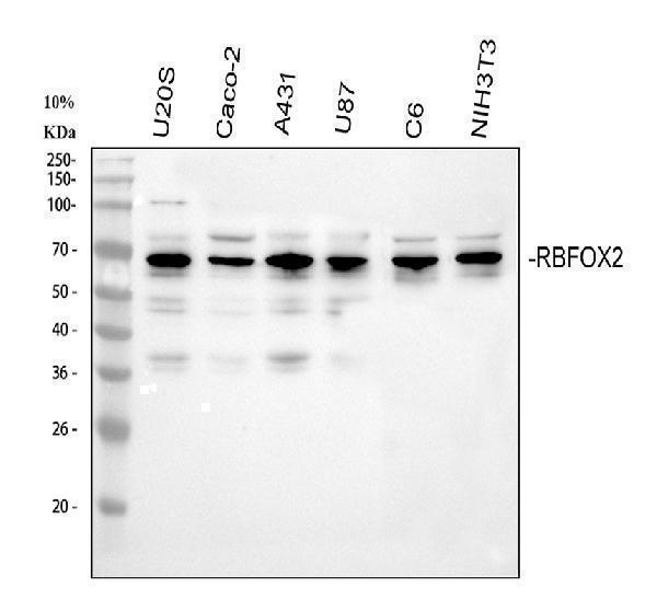 a05389 1 rbfox2 primary antibodies wb testing 1