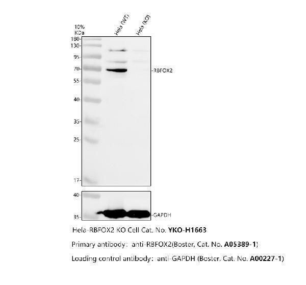 Western blot analysis of FOX2/RBM9/RBFOX2 using anti-FOX2/RBM9/RBFOX2 antibody (A05389-1)