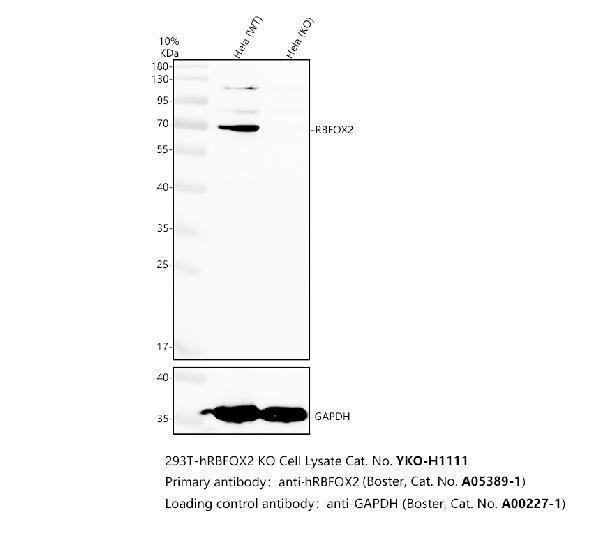 a05389 1 rbfox2 primary antibodies wb testing 3