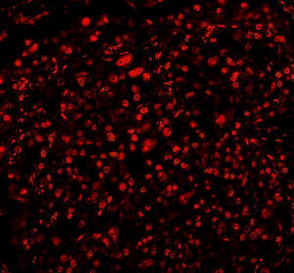 a05389 2 rbfox2 primary antibodies if testing 8