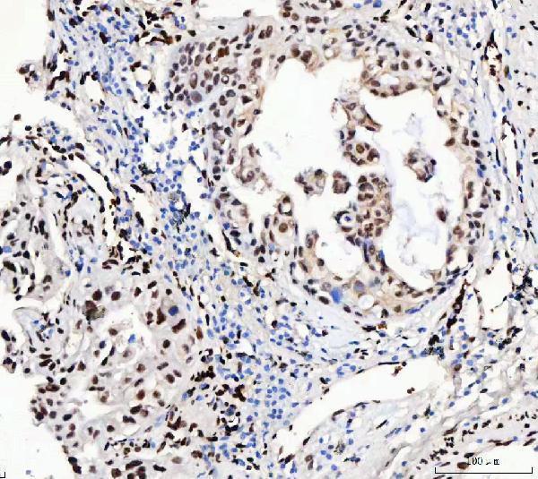a05389 2 rbfox2 primary antibodies ihc testing 4_1