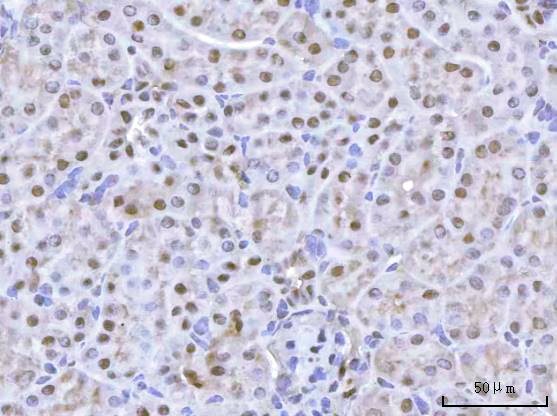 a05389 2 rbfox2 primary antibodies ihc testing 7