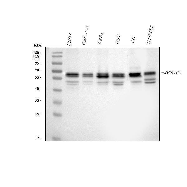  Western blot analysis of FOX2/RBM9/RBFOX2 using anti-FOX2/RBM9/RBFOX2 antibody (A05389-2)