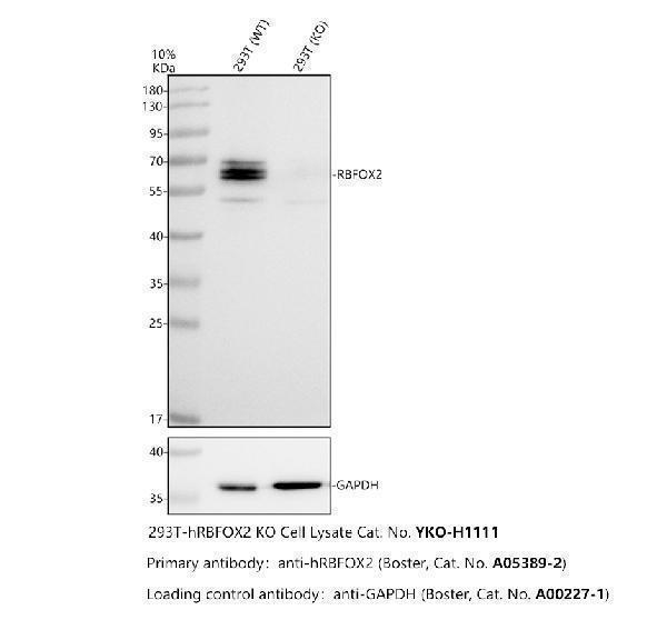 a05389 2 rbfox2 primary antibodies wb testing 2