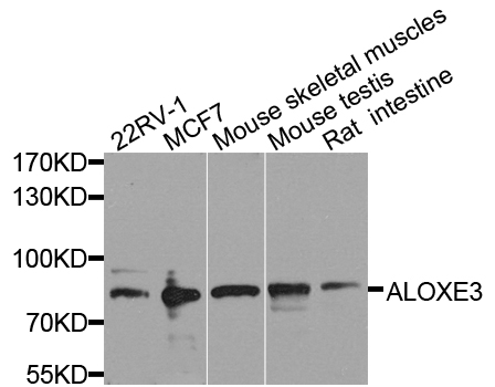 a05390 aloxe3 primary antiboties wb testing 1