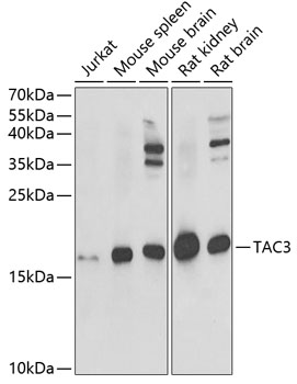 a05391 tac3 primary antiboties wb testing 1