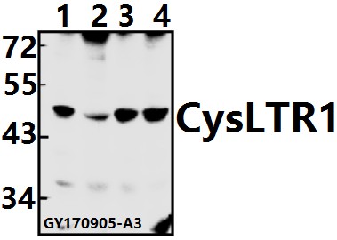 a05393 1 cysltr1 primary antiboties wb testing 1
