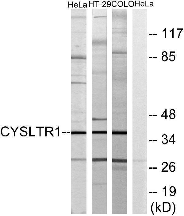Western blot analysis of lysates from COLO205, HT-29, and HeLa cells, using CYSLTR1 Antibody