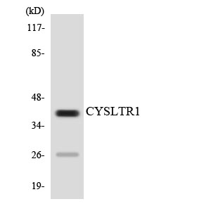 Western blot analysis of the lysates from HT-29 cells using CYSLTR1 antibody
