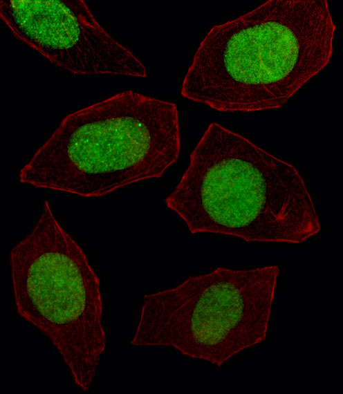 Fluorescent image of U251 cell stained with EN1 Antibody (N-term)