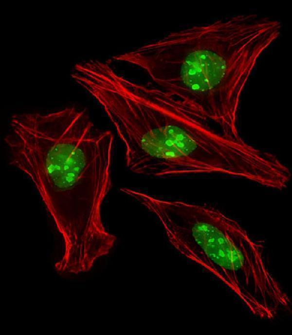 Immunofluorescent analysis of 4% paraformaldehyde-fixed, 0
