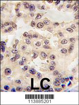 a05395 anti en1 engrailed 1 antibody n term ihc p testing 4