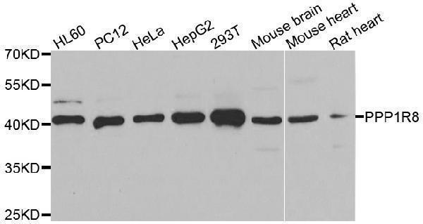 Western blot analysis of extracts of various cell lines, using PPP1R8 antibody