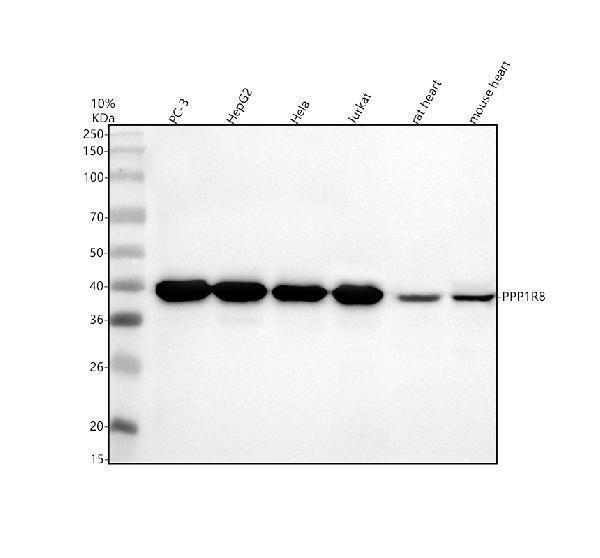 Western blot analysis of PPP1R8 using anti-PPP1R8 antibody (A05396-2)
