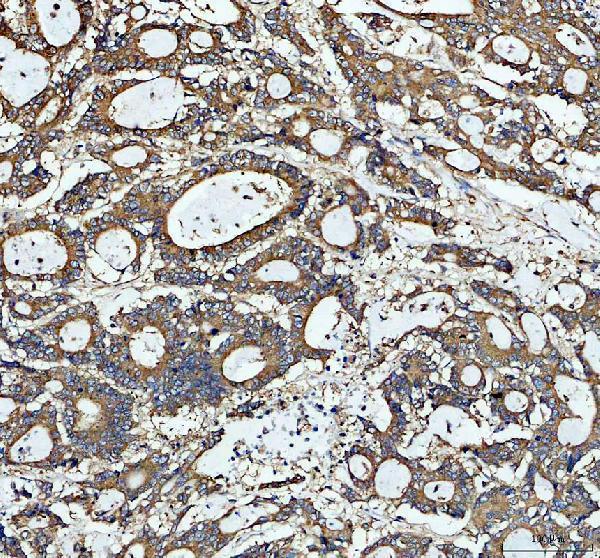 a05397 1 tubulin beta primary antibodies ihc testing 2