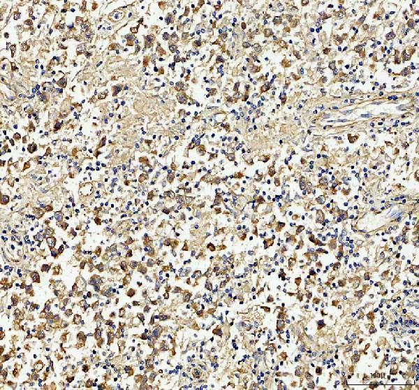 a05397 1 tubulin beta primary antibodies ihc testing 3
