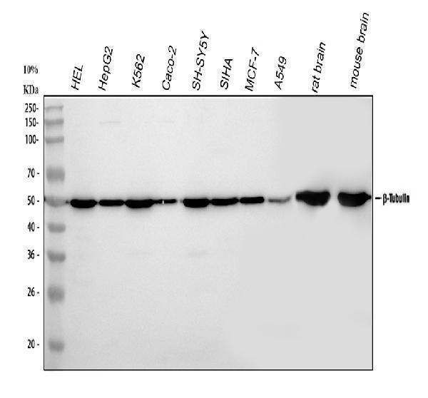 a05397 1 tubulin beta primary antibodies wb testing 1_1