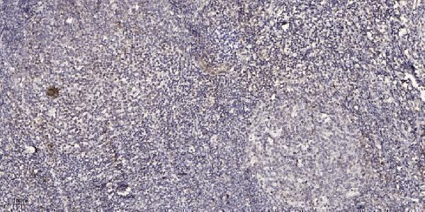 a05399 1 med17 primary antibodies ihc testing 1
