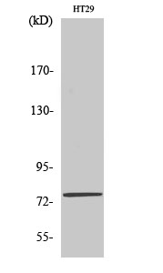 a05399 1 med17 primary antibodies wb testing 2