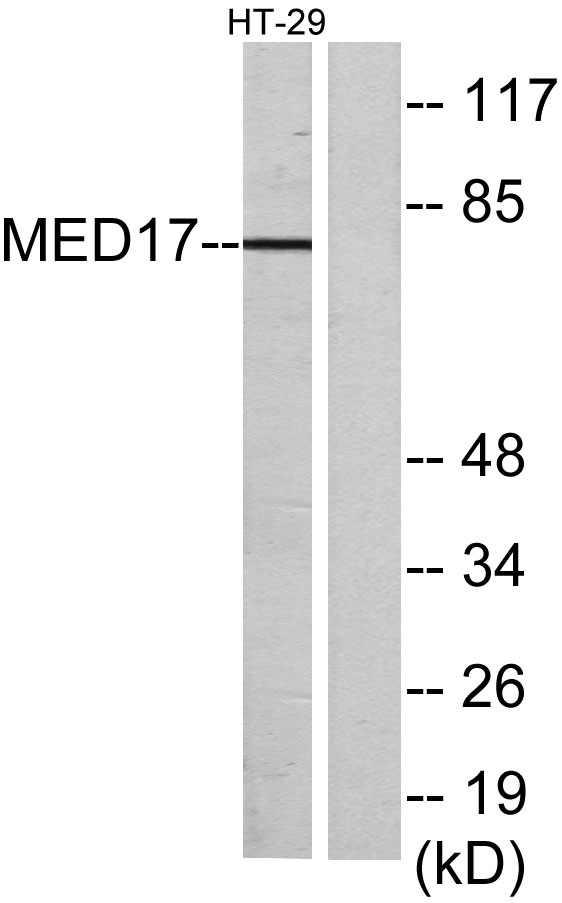 a05399 1 med17 primary antibodies wb testing 3
