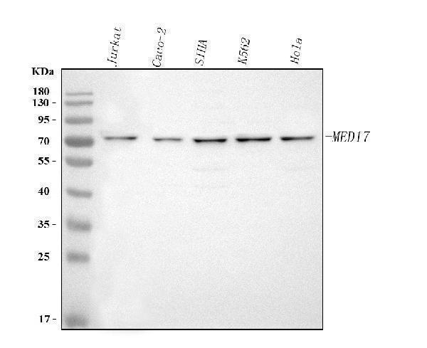 a05399 2 med17 primary antibodies wb testing 1