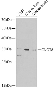 a05401 cnot8 primary antiboties wb testing 1