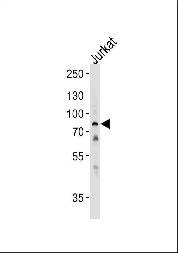 a05402 2 anti hspa6 antibody c term wb testing 1