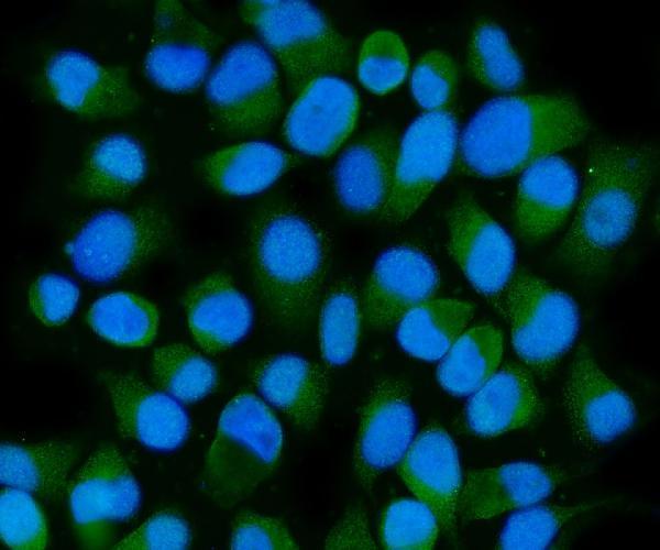 a05402 3 hspa6 primary antibodies if testing 6