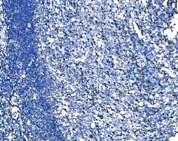 a05402 3 hspa6 primary antibodies ihc testing 5