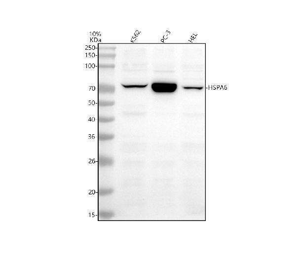  Western blot analysis of HSPA6 using anti-HSPA6 antibody (A05402-4)