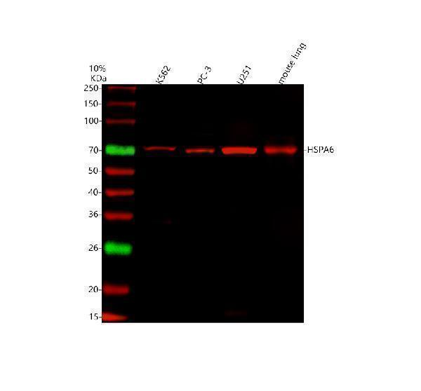  Western blot analysis of HSPA6 using anti-HSPA6 antibody (A05402-4)