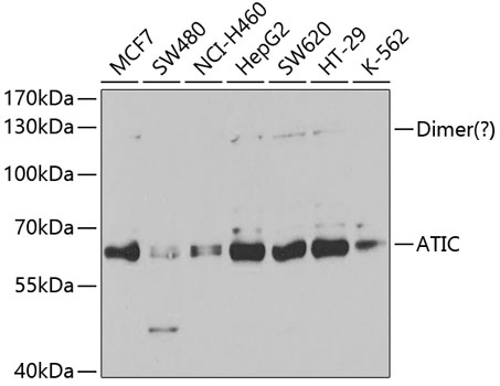 Western blot analysis of extracts of various cell lines, using ATIC antibody  at 1:1000 dilution